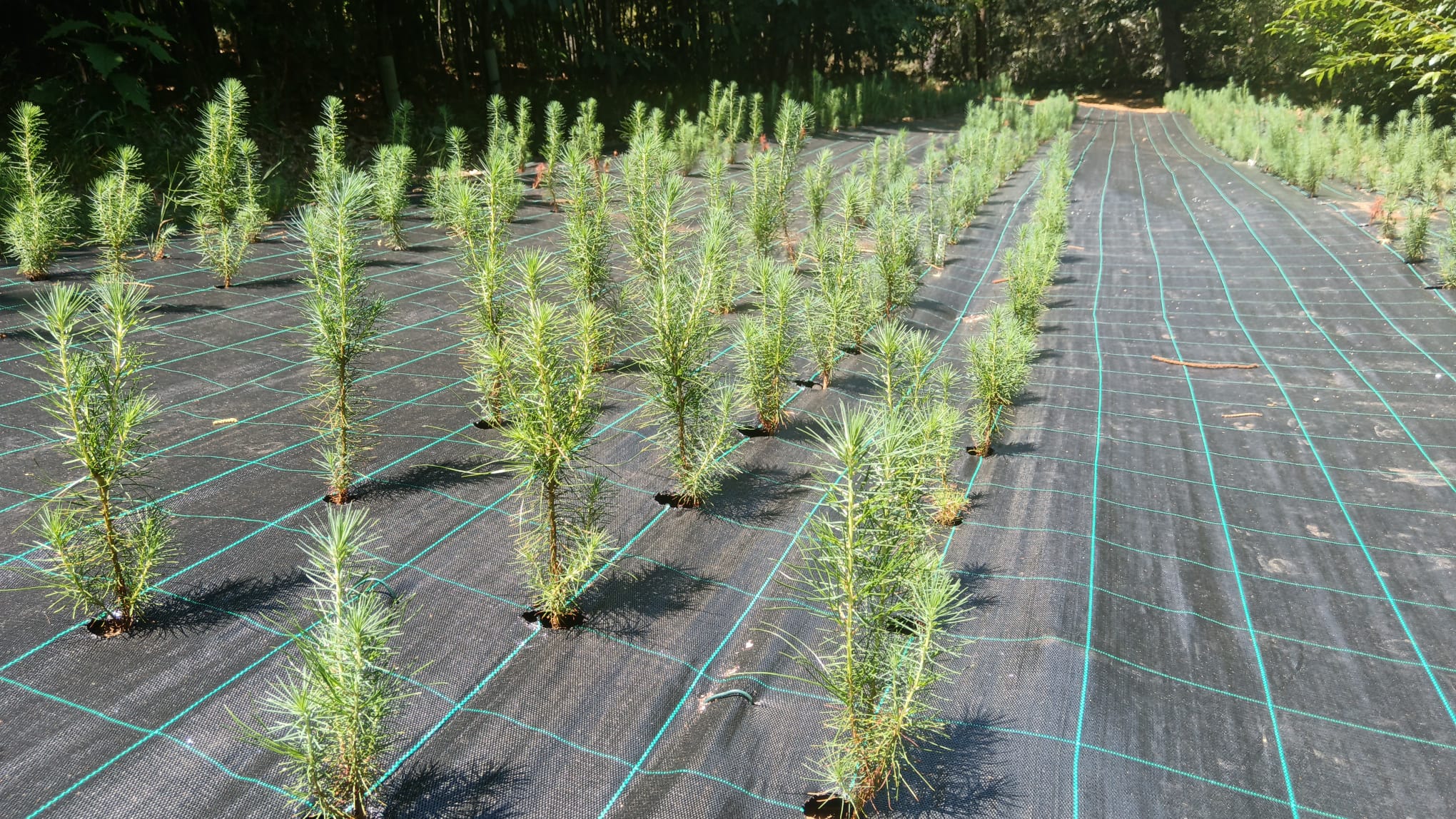 Galicia inicia a multiplicaci&oacute;n de planta de pi&ntilde;eiro radiata de alta calidade xen&eacute;tica