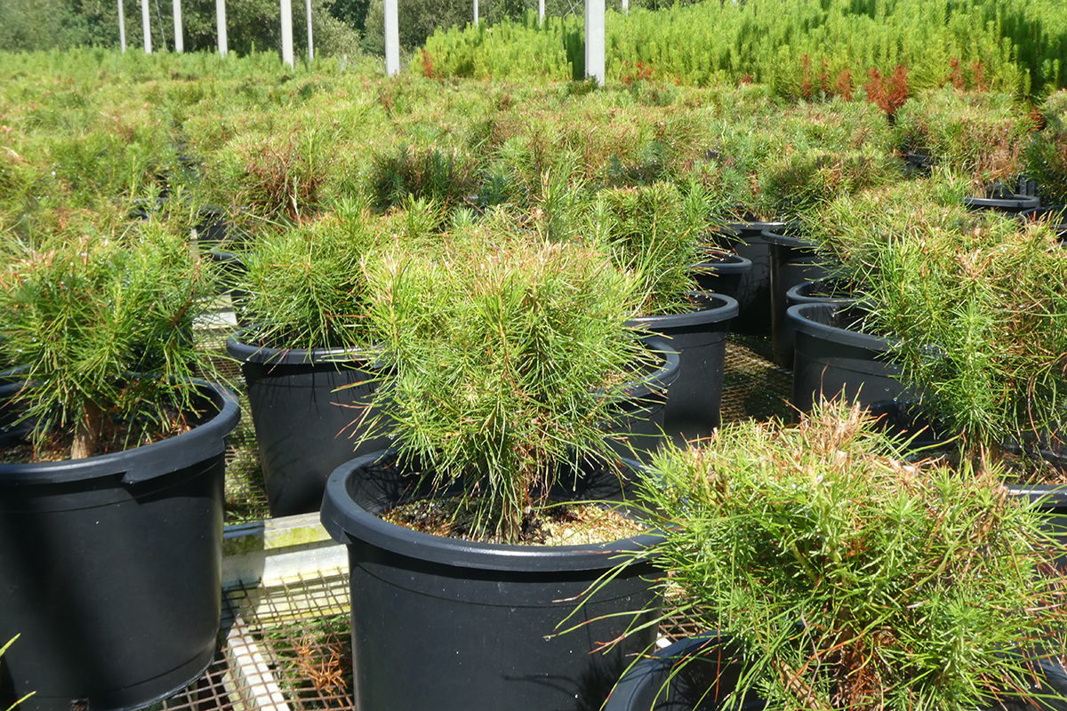 Galicia instalar&aacute; en monte as primeiras 10.000 plantas de pi&ntilde;eiro radiata de alta xen&eacute;tica