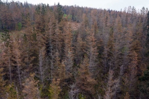 A Fundaci&oacute;n Arume e a Xunta de Galicia impulsan conxuntamente a campa&ntilde;a de control da banda vermella e banda marr&oacute;n para protexer os pi&ntilde;eirais galegos