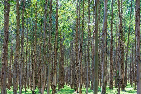 A menos de tres meses da finalizaci&oacute;n da moratoria para as novas plantaci&oacute;ns de eucalipto, a Fundaci&oacute;n Arume urxe a prorrogala de xeito temporal coa fin de posibilitar un acordo de Pa&iacute;s sobre a xesti&oacute;n do territorio