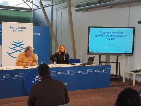 Galicia lanza a estratexia de mellora xenética do piñeiro radiata para dar respostas ás necesidades dos propietarios forestais