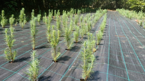 Galicia inicia a multiplicaci&oacute;n de planta de pi&ntilde;eiro radiata de alta calidade xen&eacute;tica