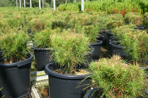Galicia instalar&aacute; en monte as primeiras 10.000 plantas de pi&ntilde;eiro radiata de alta xen&eacute;tica