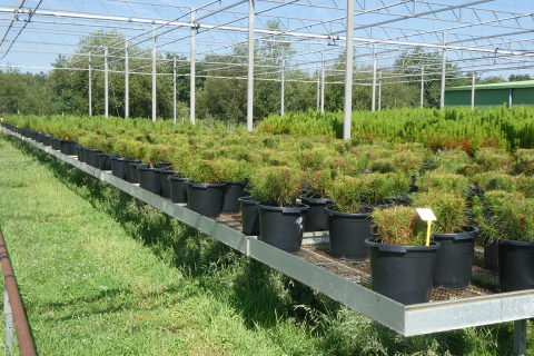 Galicia instalar&aacute; en monte as primeiras 10.000 plantas de pi&ntilde;eiro radiata de alta xen&eacute;tica