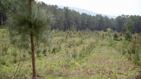 Parcela de ensaios da comunidade de montes veci&ntilde;ais de Soutelo (Salceda de Caselas, Pontevedra), con 12 xenotipos resistentes &oacute; nematodo do pi&ntilde;eiro.